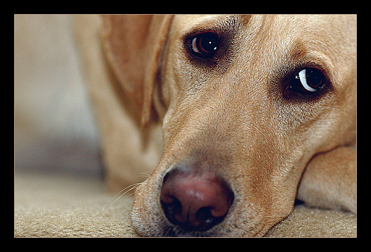 Master of the house *