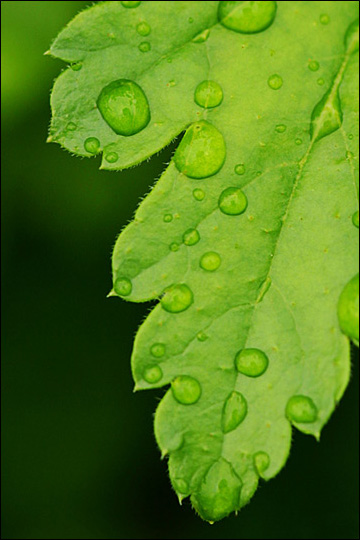 Leaves That Are Green<br><i>Simon & Garfunkel</i>