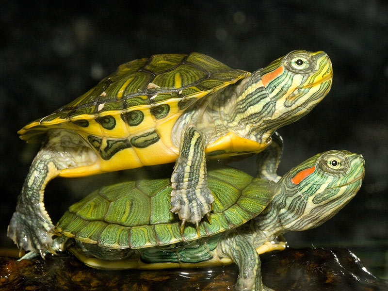 Slow Ride *