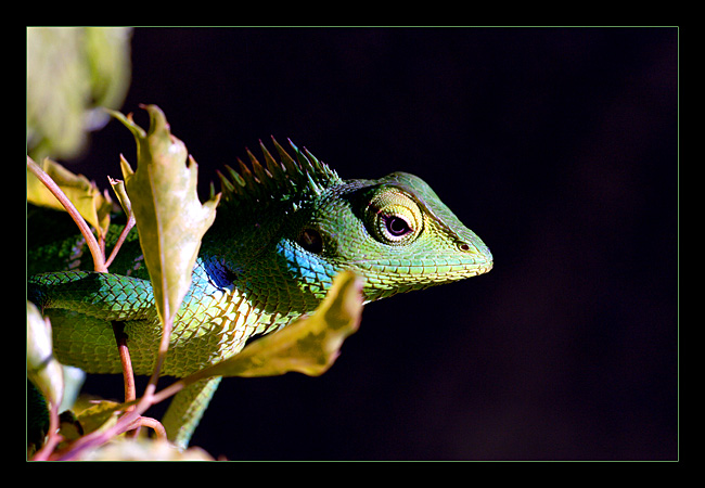 Karma Chameleon *