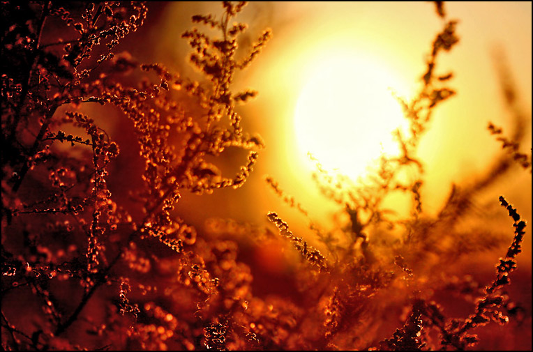 Fields Of Gold*