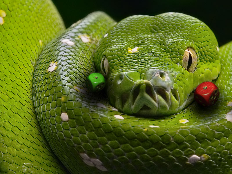 <b>9th Place</b><br>Snake Eyes*<br>by GeraldH