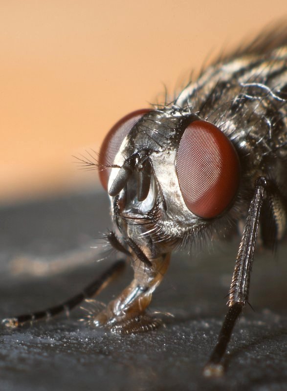 * Supa Dupa Fly - Missy Elliott