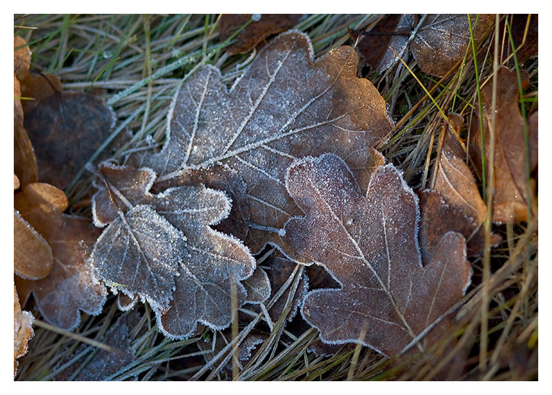 rimy leaves*