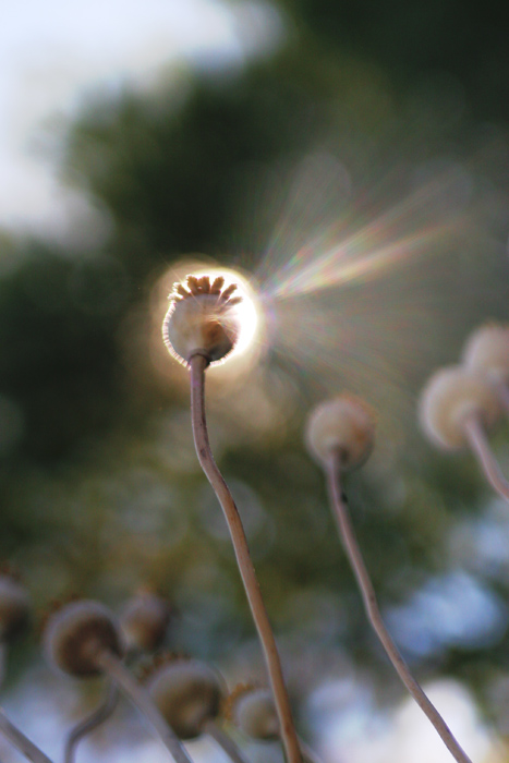 The Opium Effect *