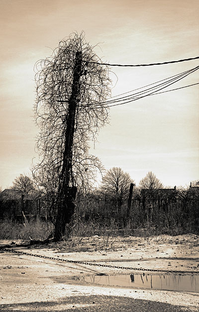 * Chaotic Climb in the Yard of Vine