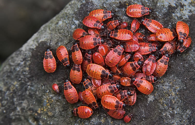Bug Rugby*