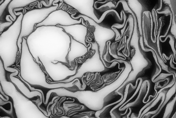 <b>8th Place</b><br>Red Cabbage<br>by Victor Engel