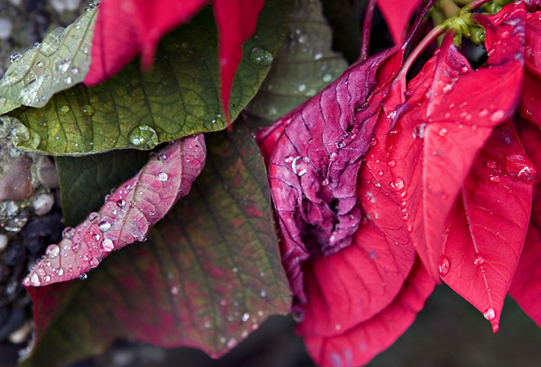 After the Holidays are over II (*)