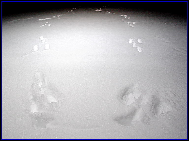 Bunny U-Turn *