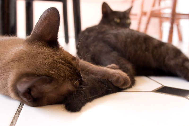 Oi! Thats MY tail! *