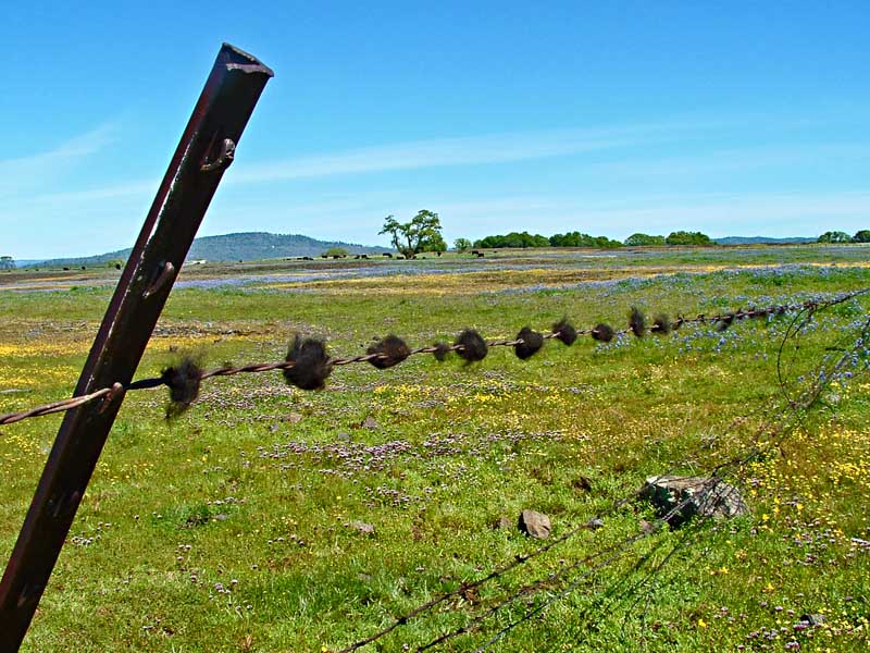 Table Mountain, CA - Barbwire
