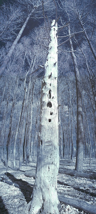 the dead tree