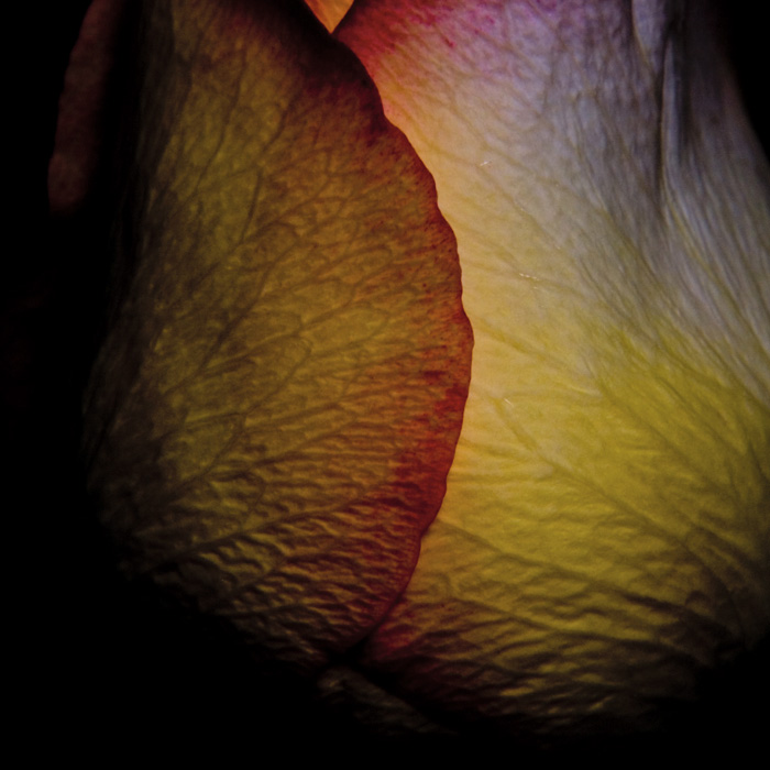 * Rosa 1