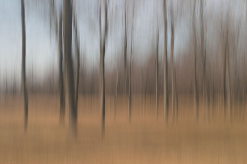 Trees *