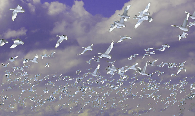 Ghost Birds *
