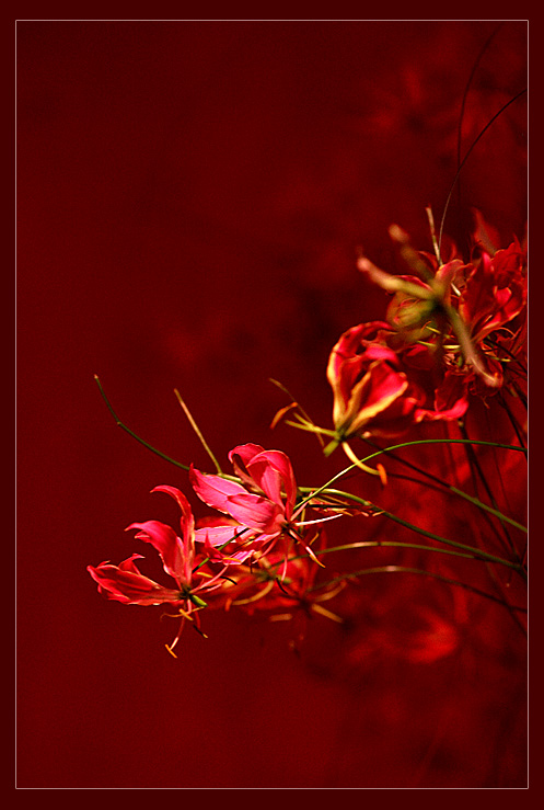 A Dream in Red *
