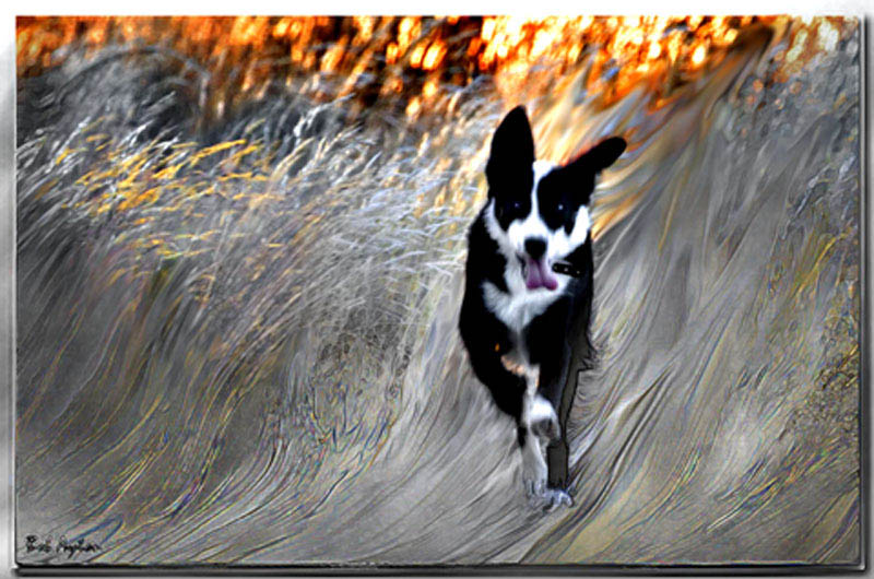 Fire dog *