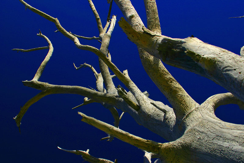 Reaching tentacles*