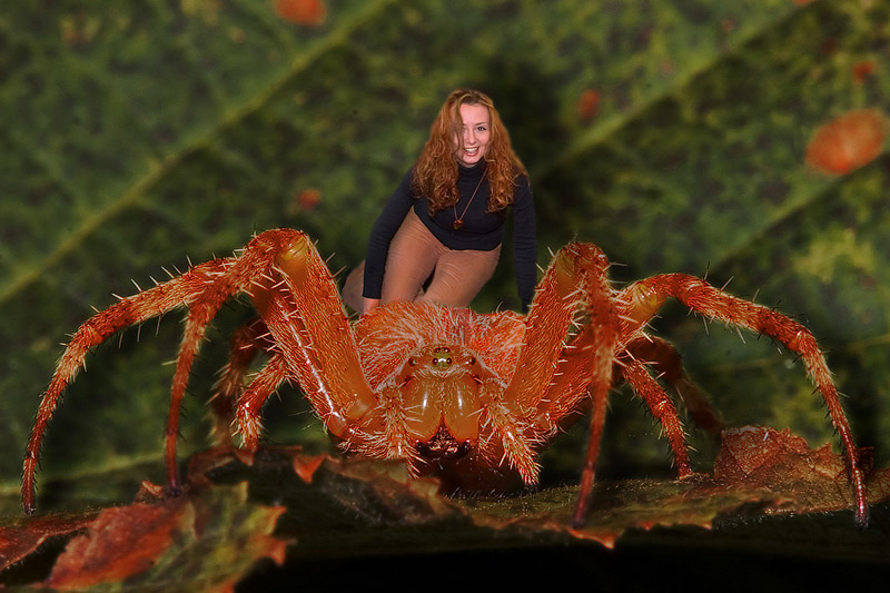 Spider-Woman *