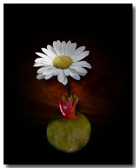 Daisygrante