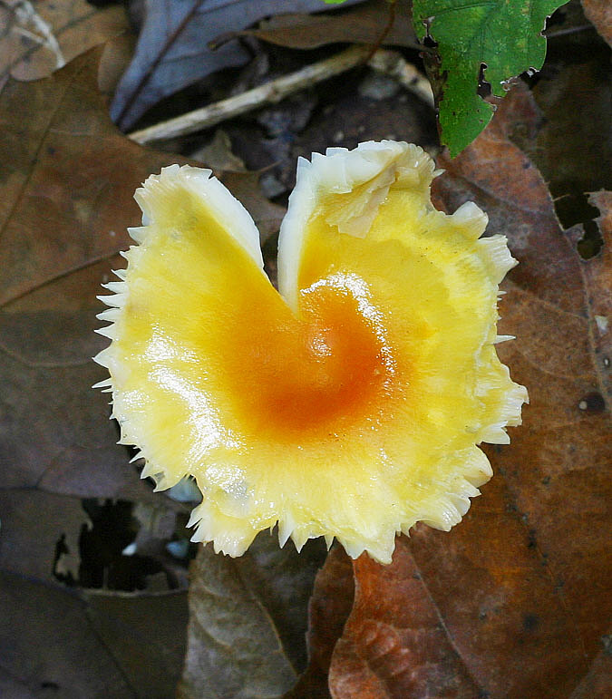 I Was, Perfectly Round...Until I Exploded In a Riot of Color  * Traveller