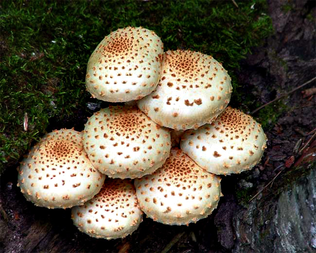 Shrooms *
