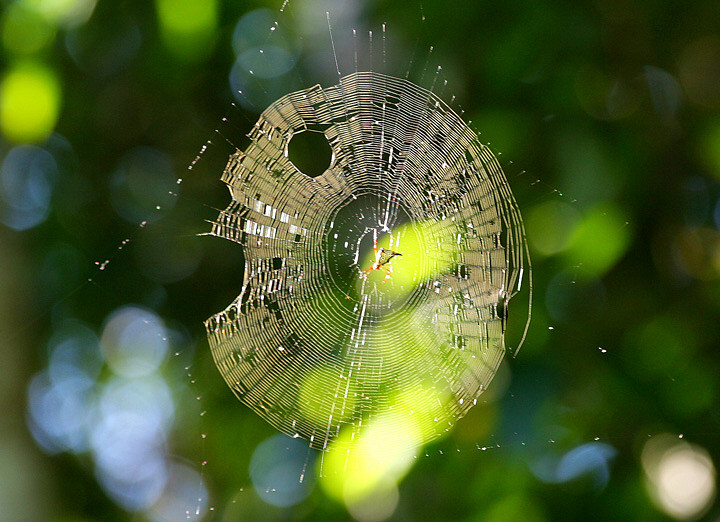 Theres a Hole In My Circle  *  Traveller