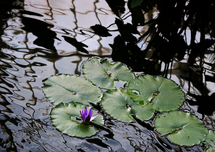 lilly pads *