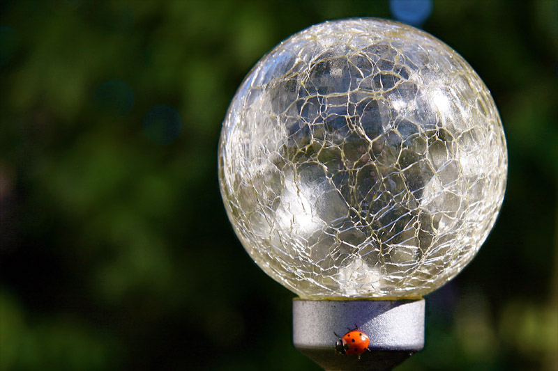 Ladybugs ball