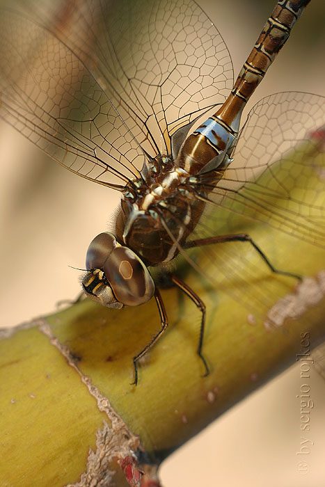 vitreau wings