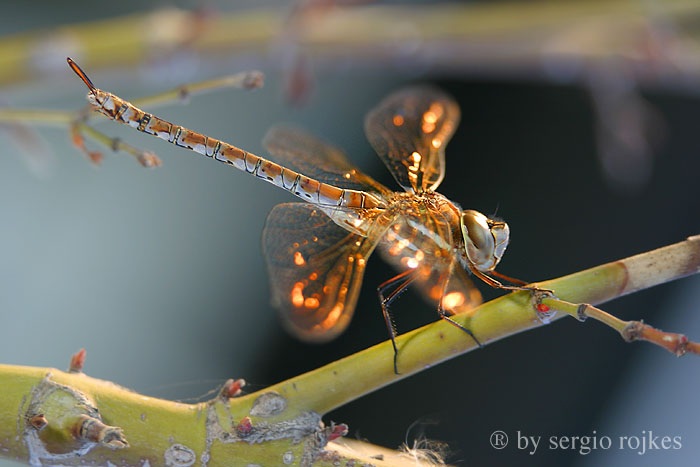 goldenfly