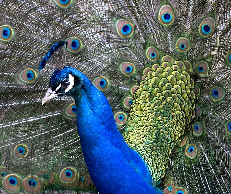 Peacock *