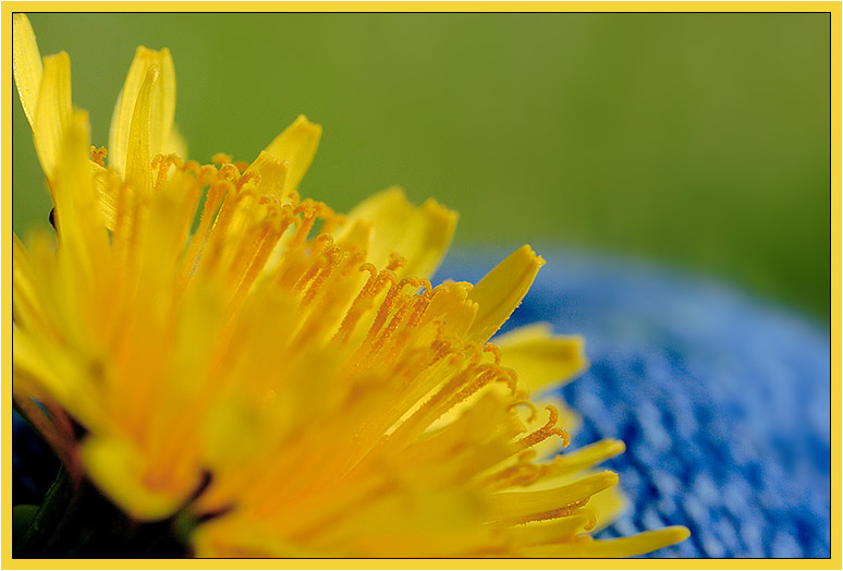 Dandy *