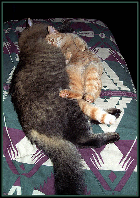 Snuggle *