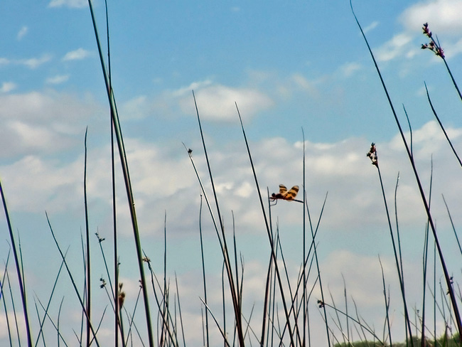 Dragonfly