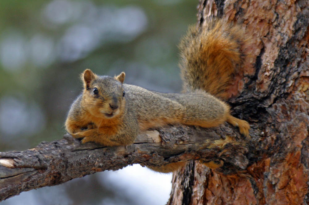 Squirrelly? Sure*