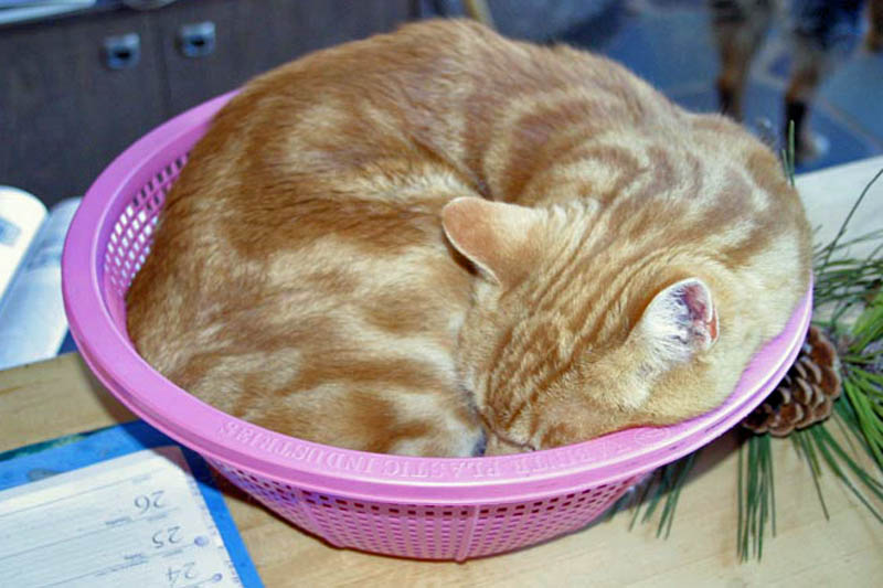Pen.sieve*