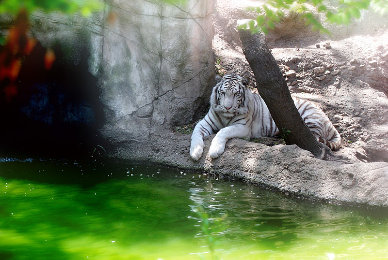 By the Cool of the Pool *