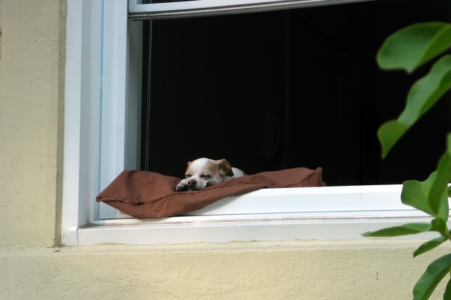 chilling on the windowsill 2 (*)