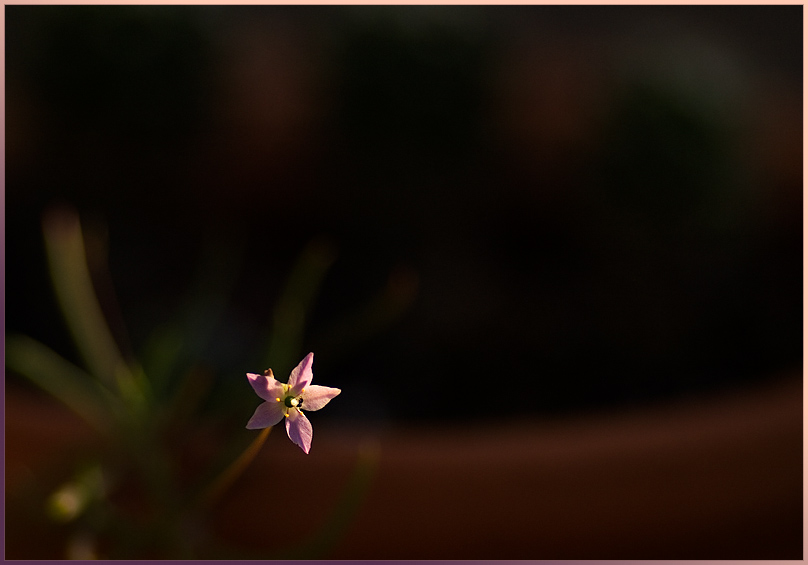 Prairie Fameflower