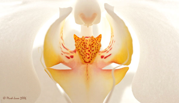 <b>10th Place</b><br>Extremely Beautiful Orchid<br>by Markjay