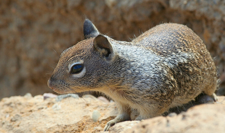Mr. DeMille, Im Ready For My Close Up!  *  Traveller