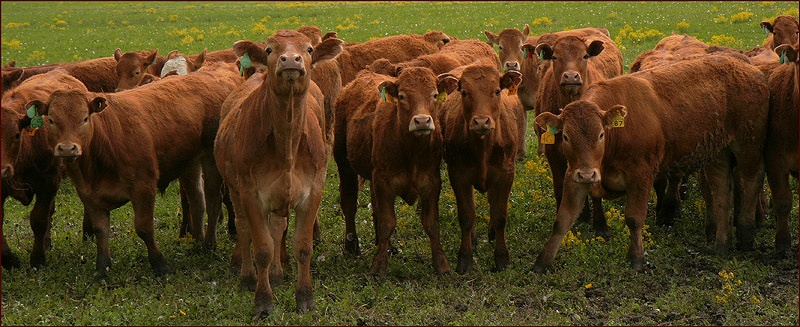 Mad Cows