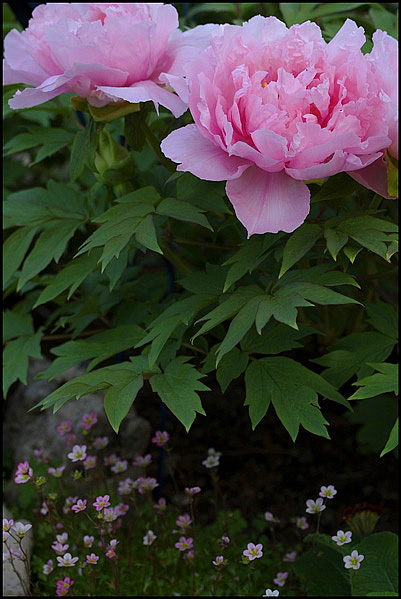 large flowers & small flowers
