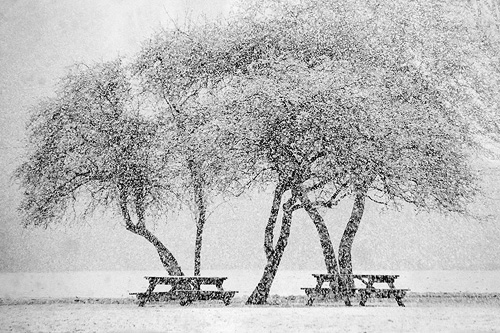 <b>7th Place</b><br>April Blizzard<br>by Lonnit Rysher