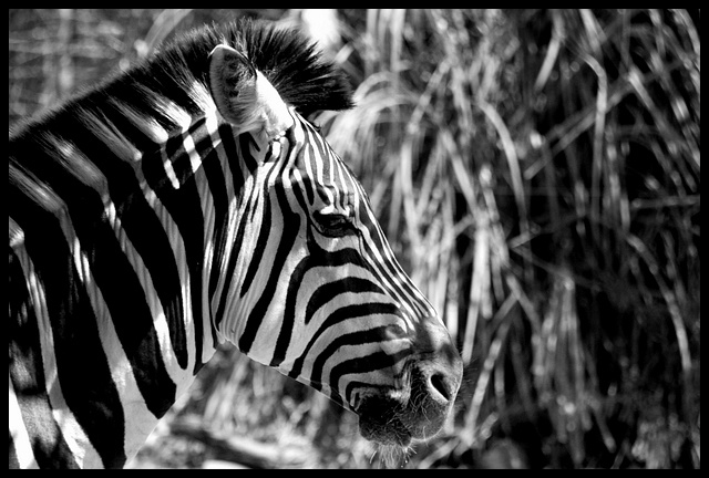 Zebra
