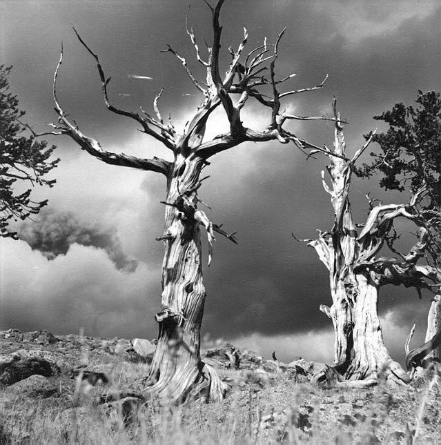 Windswept Trees