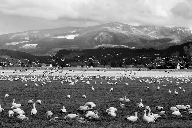 Snow Geese *