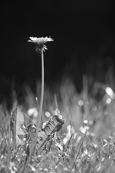 dandy